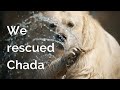 How Chada she-bear was rescued