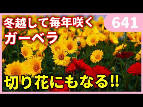 ガーベラの植え方は？雄大な花を育てるために知っておくべきことすべて  庭園