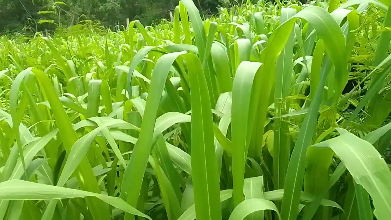 Capim Mombaça ou Capim Miyagi? Qual o mais resistente?