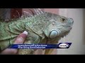 Iguana Returned To Rye Home After Biting Good Samaritan