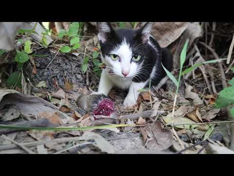 Cats Eating Mouse head​