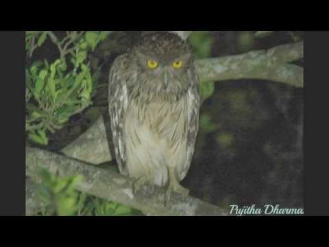 pujitha wildlife photos