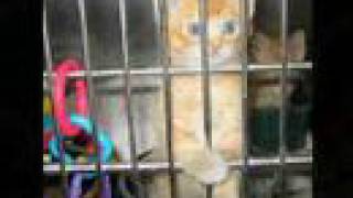 Lonely No More(Clay Aiken)-Homeless Pets 2