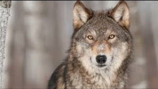 Jonli yoyin:  "Muxolifat-alabo'ji"