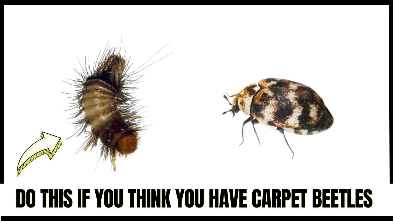 Carpet Beetles are Horrible Until You Learn This