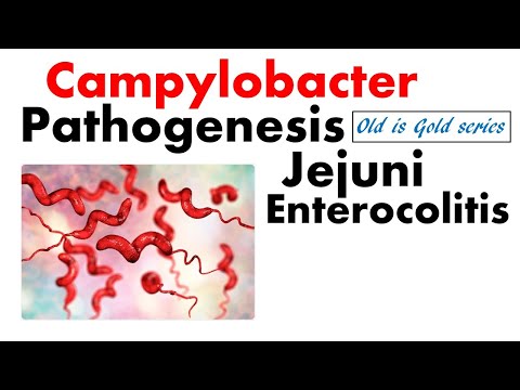 Campylobacter pathogenesis | Jejuni and enterocolitis