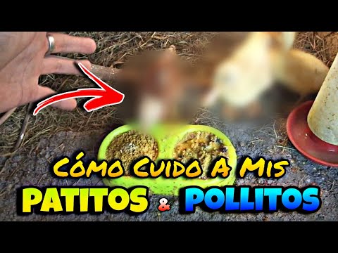 , title : 'Como Cuidar a Patitos y Pollitos Para Que NO Mueran. Como los Cuido YO! || SuperDanii'