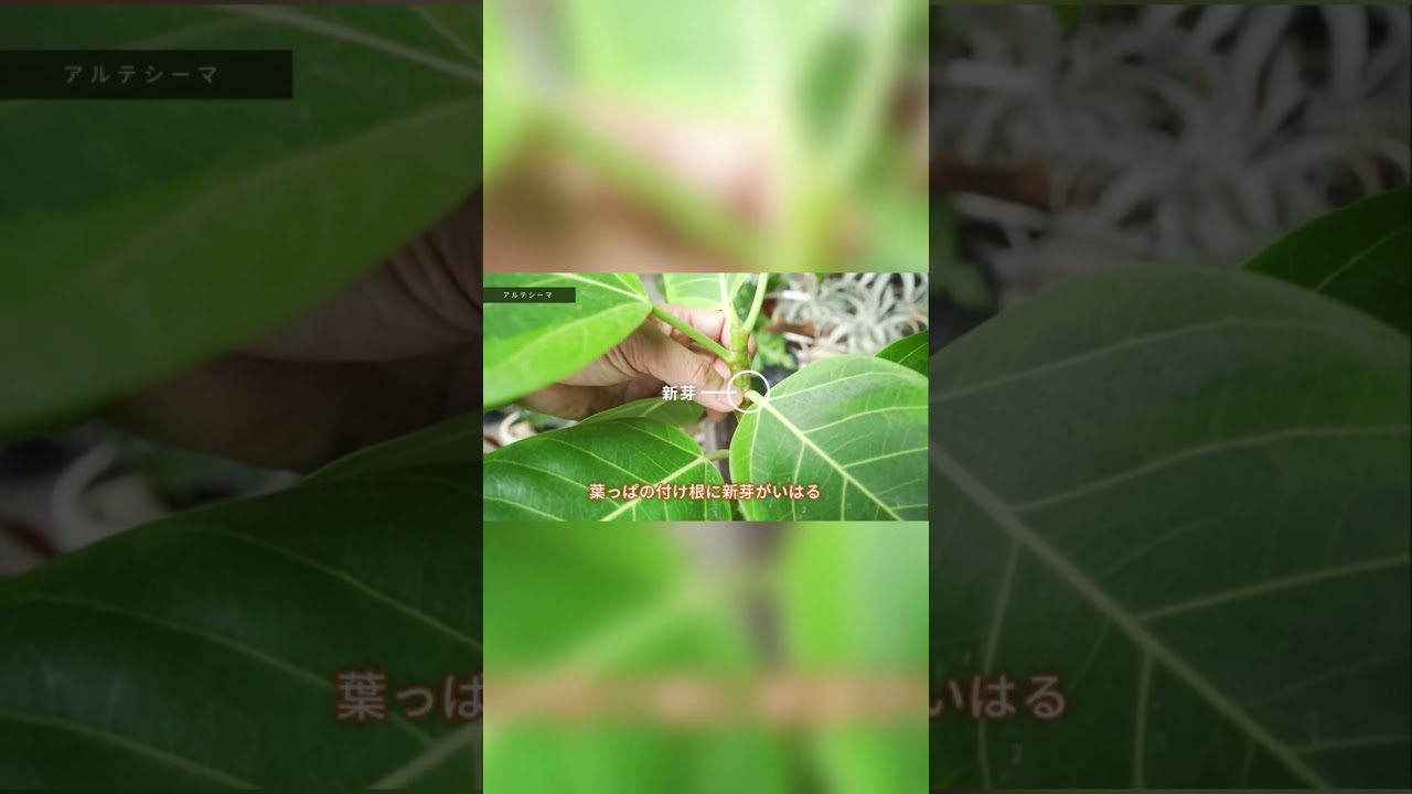 【アルテシマ剪定】フィカス・ゴムの木の大きさを維持する剪定方法 #cotoha #観葉植物 #植物 #剪定 #フィカスアルテシマ