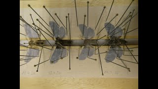 Wie wird ein Schmetterling präpariert?