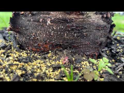 Ants Infesting the Mulch Bed in Holmdel, NJ