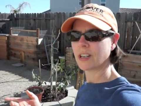 Update 1: Horizontal Migration Outside Worm Bin - vermicomposting