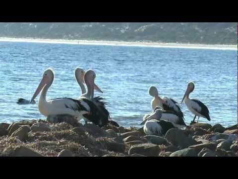 G'DAY SA TRAVEL Episode 7 - Kangaroo Island (Day 1)