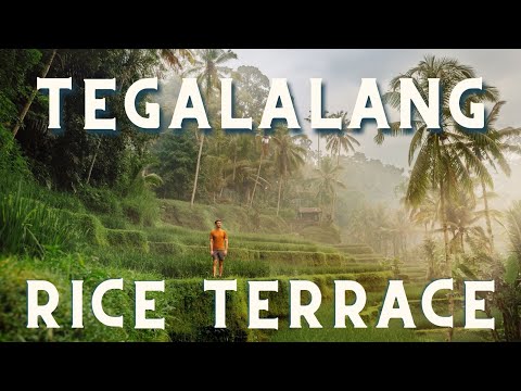 Visit the Bali Rice Fields: The Tegalalang Rice Terraces