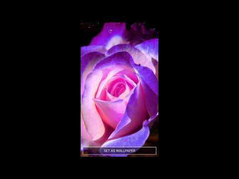 Purple Rose Live Wallpaper Video