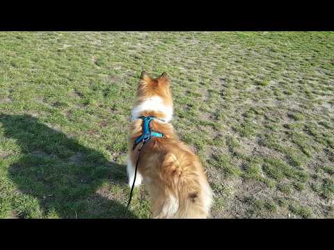 BAT (Behavior Adjustment Training 2.0) leash skills! Leinenhandling
