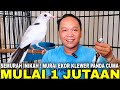 FREEFALL FROM JUST 1 MILLION YOU CAN GET A 32 CM TAILED BLOROK AND PANDA MURAI BATU BREED HERE
