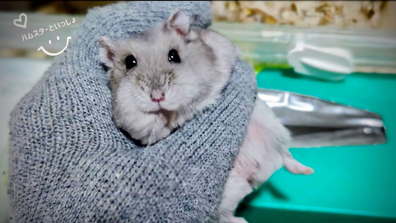 ハムスターがティッシュ箱から出られない…でも自分で出たい🐹