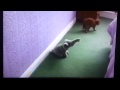 Menarik You ve been framed cute funny cat clip, Video Cute Cat Clip Art paling heboh!