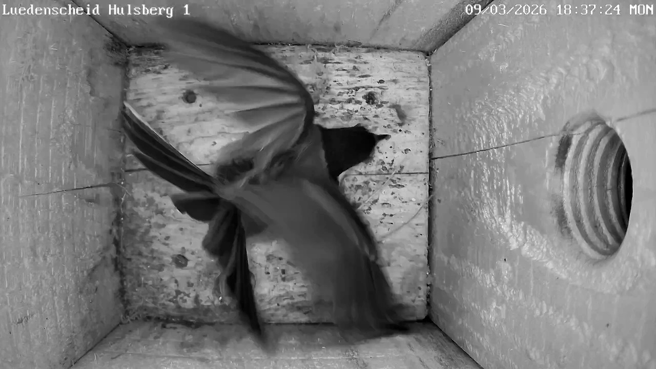 Blaumeisen starten Nestbau, - Kohlmeise ausser Rand und Band! | 09.03.2026