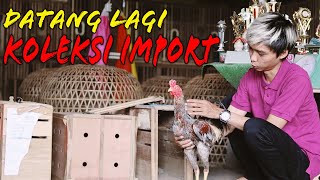 Download lagu UNBOXING KOLEKSI AYAM IMPORT | PART 2 mp3
