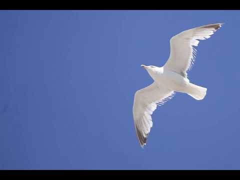 KALAPU TEMATA (LOMAIVITI) MANUVAKAI