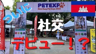 時は来た!??小さな街シェムリアップでペットエキスポ!!! シロのコミュ力が試される時??? その時飼い主は!!!!