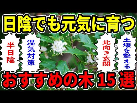 日陰または部分的な日陰に植える低木はどれですか?さらに上位5種！  庭園