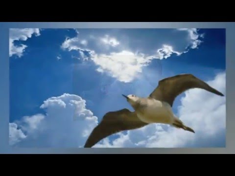 Il Respiro del Silenzio  Tazenda ft  Kekko Silvestre