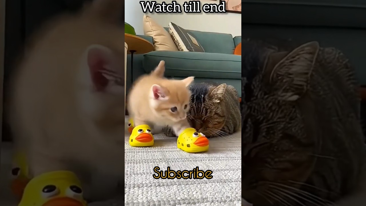Kitten's Shoe Squeaks, Cat Flies in Air, Dustbin Dunk! 😂 #Shorts #funny #shortsfeed #shaheercat