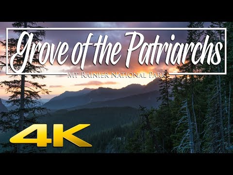 Grove of the Patriarchs - Mt Rainier National Park 4K