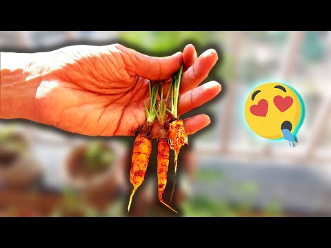 How A Carrot Grows - Timelapse
