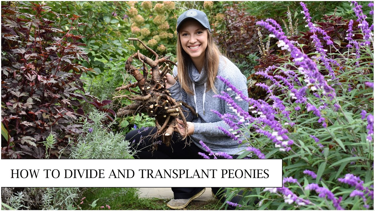How to Divide and Transplant Peonies // Northlawn Flower Farm