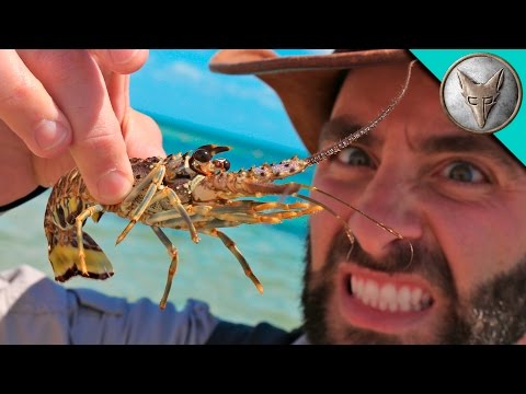 SPIKY Sea Creatures!