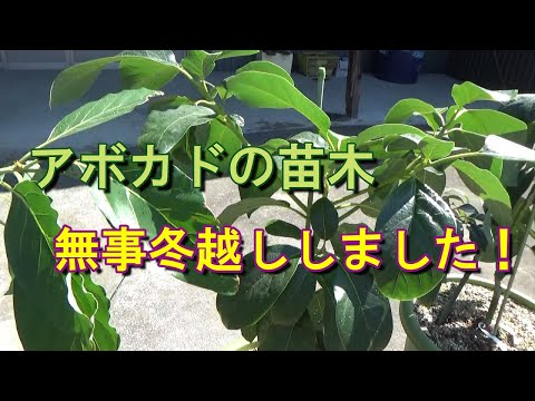 アボカドの木は寒い冬に霜を恐れますか? 最低温度を保つにはどうすればよいですか?
