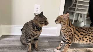 Re: [問卦] 比特犬打得過老虎嗎？