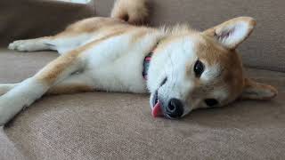 ソファーを占拠するみた。#柴犬#犬との暮らし#日常#面白い？#かわいい？#shibainu