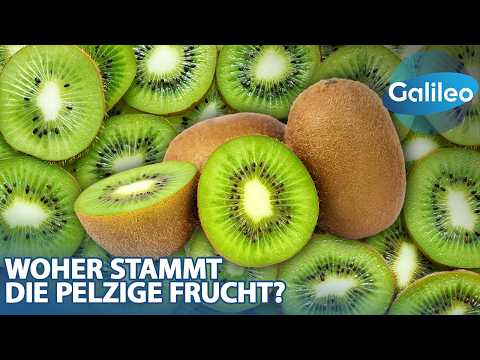 400.000 Kilogramm Kiwi pro Tag: An diesem Ort gedeiht die pelzige Frucht!