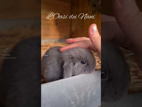 cuccioli di Ariete Nano; due piccole pesti 😜