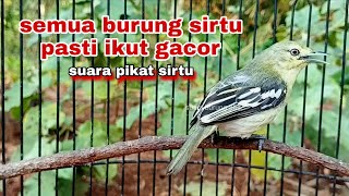 Download lagu Suara Burung Sirtu/Cipoh gacor Manggil Lawan || Suara Pikat Sirtu || Pancingan Burung Sirtu Macet mp3