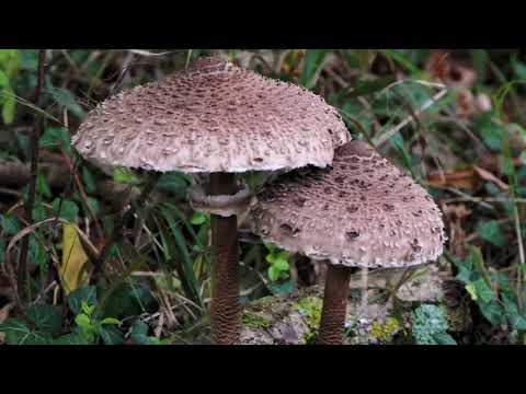 Parasol ein Riesenschirmling