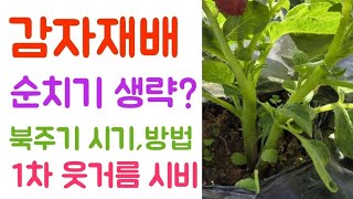 감자???? 순치기 해야하나? 북주기 시기 및 방법? 1차웃거름 주는 시기, 방법, 목적?