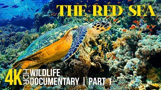Download lagu Amazing Red Sea 8K HDR | Deep Dive into the Underwater World of Corals & Marine Life - Part 1 mp3 Download lagu Amazing Red Sea 8K HDR | Deep Dive into the Underwater World of Corals & Marine Life - Part 1 mp3