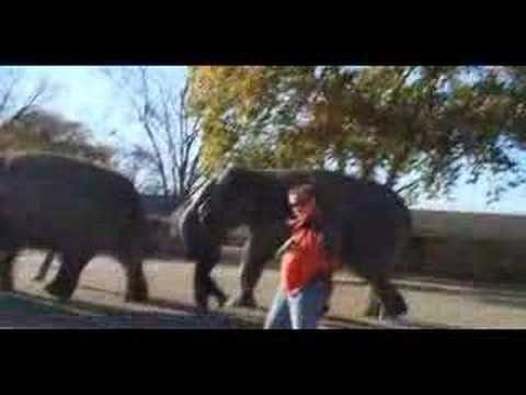 ZP TV  Psychosomatic Hallucinations