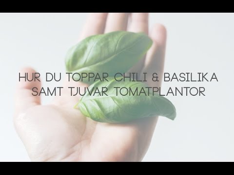 , title : 'Toppa chili och basilika & tjuva tomatplantor'