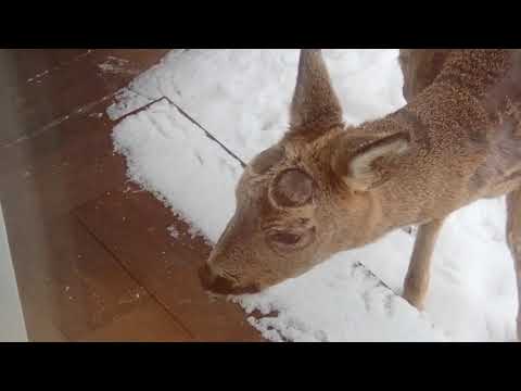 Rådjur i Sundbyholm