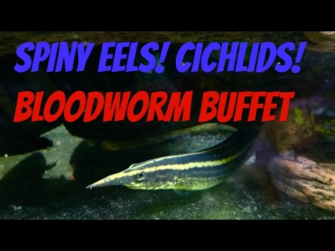Feeding Bloodworms to a Fire Eel, Spotted Severum, Firemouth and Chocolate Cichlid