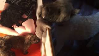 Video preview image #10 Bouvier Des Flandres Puppy For Sale in PITTSBURGH, PA, USA