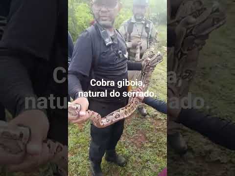 2°EDIÇÃO TRILHA SERRA DO BOQUEIRÃO, Bonfim, lagoa do Piaui. Cobra Giboia Nome, boa constrictor.