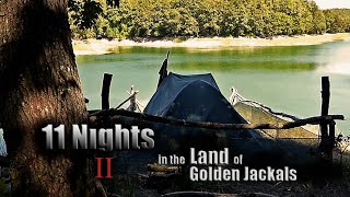 IN THE LAND OF GOLDEN JACKALS  // Jackal Howling, Jackal Sounds, Bushcraft Camping