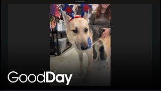 This adorable dog is looking for his forever home! | Pet of the Week